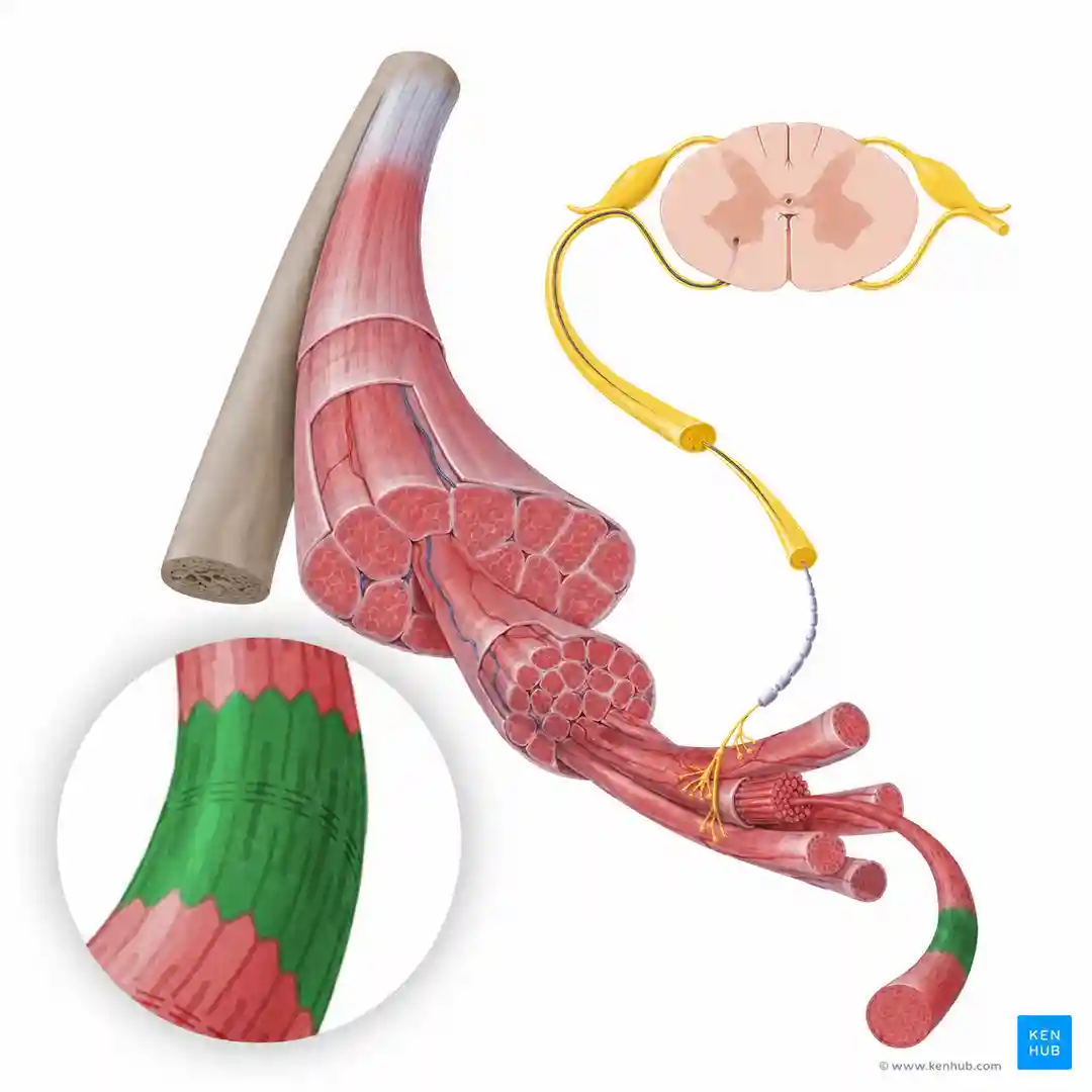 01_union_neuromuscular_1080_es