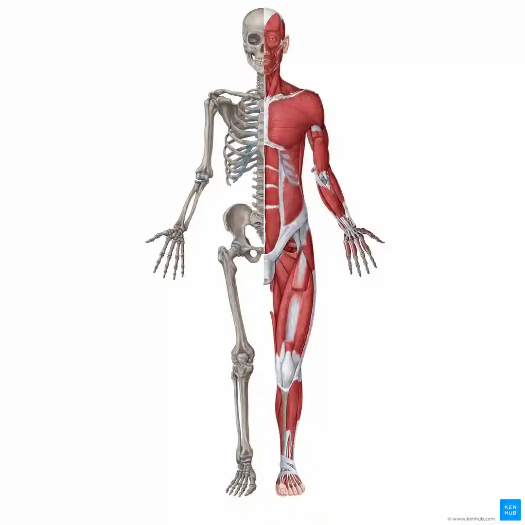 02_esqueleto_musculos_1080_es
