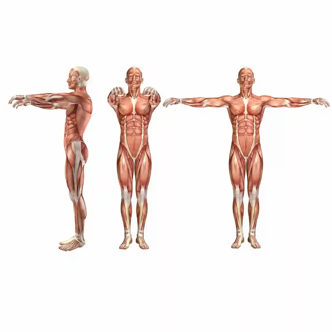 04_vistas_musculares_1080_es
